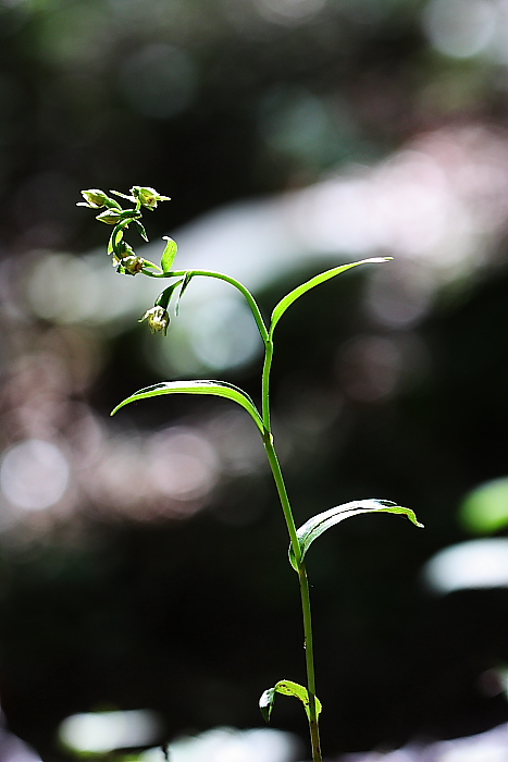Epipactis exilis